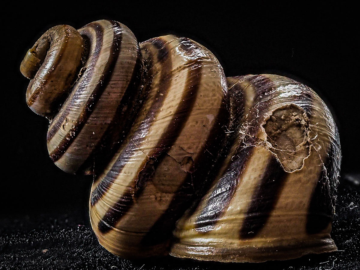 True und Fake News aus den Naturmuseen