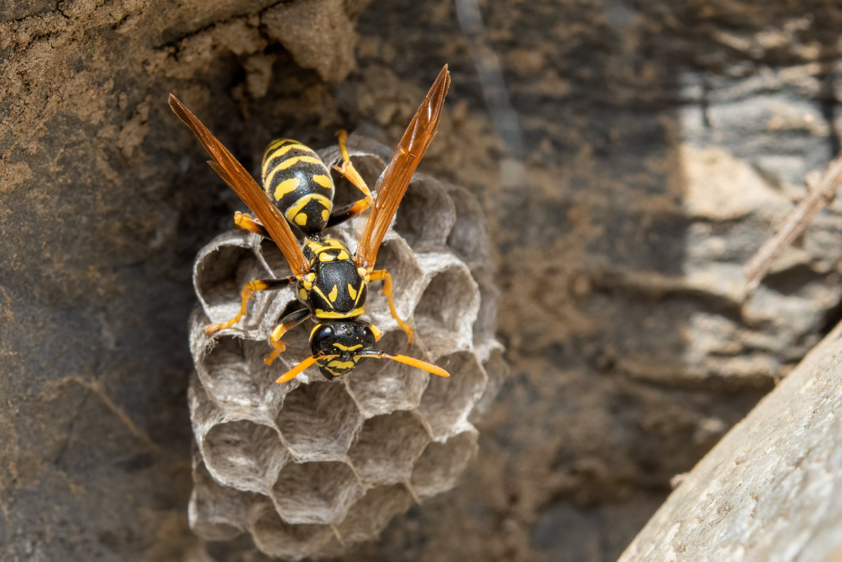 Wespenplage aktuell - und es kommt noch schlimmer