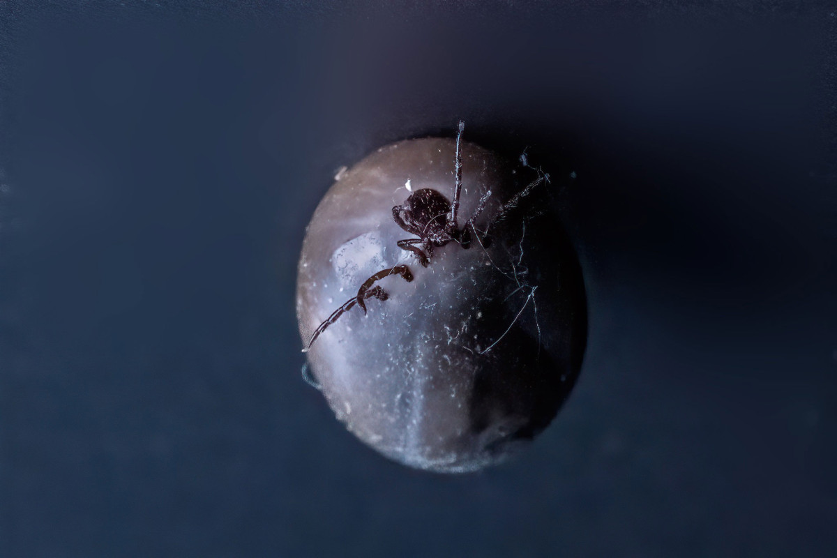 Erstmals Zeckenkontakte im zeitlichen und räumlichen Verlauf berechnet