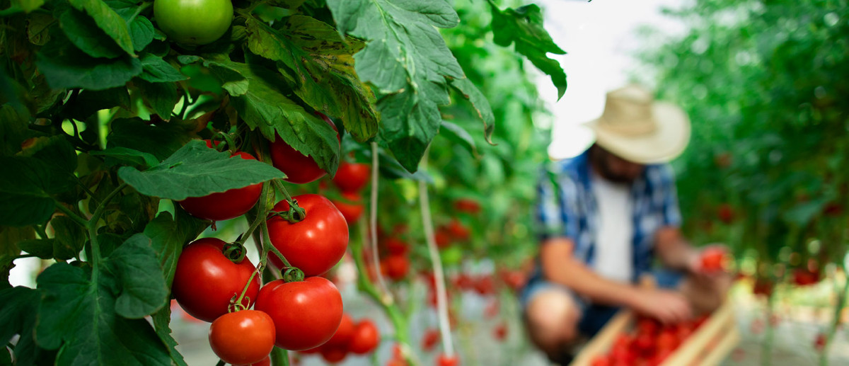 Bund stärkt Ernährungssicherheit mit Klimastrategie
