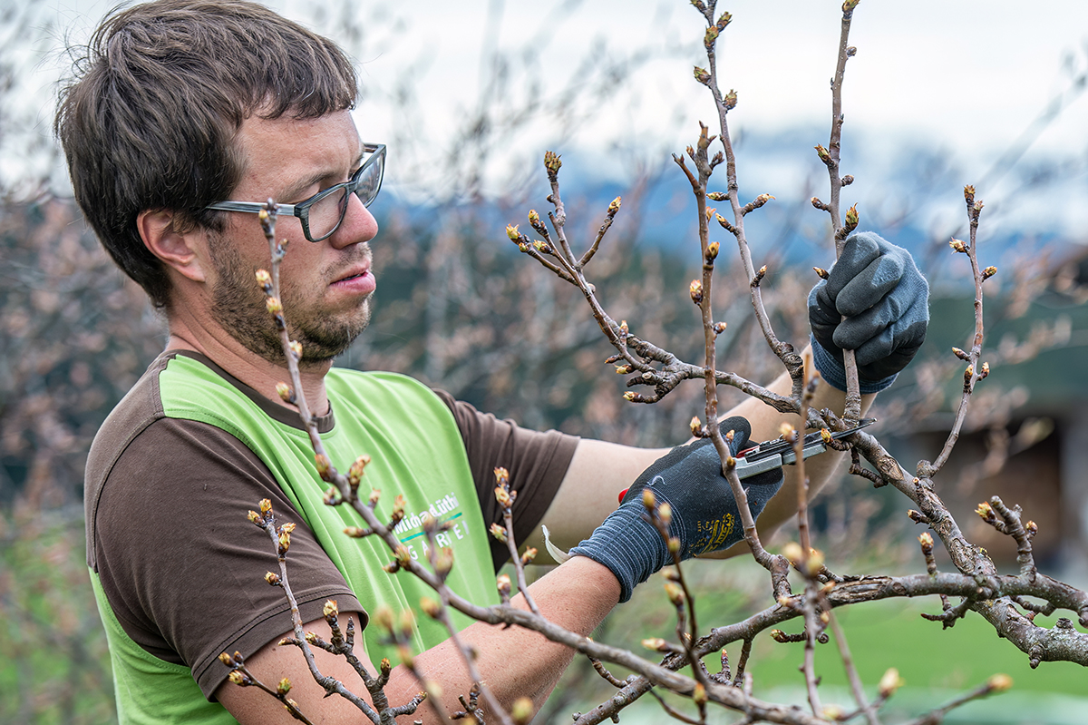 Schnitt von Sträuchern und Hecken in Siedlungen: wann und wie?