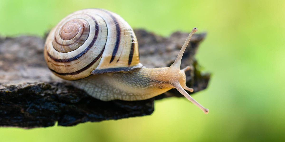 Die Hain-Schnirkelschnecke: Tier des Jahres 2025 und Botschafterin des Bodens