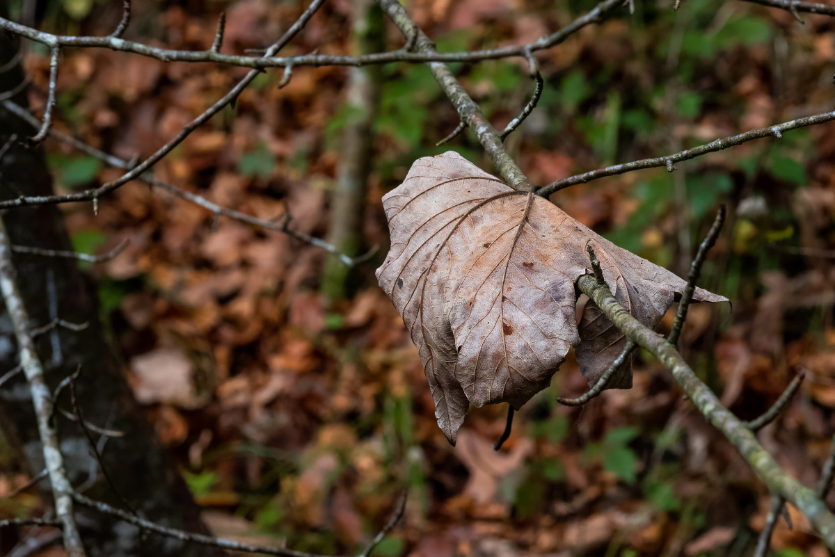 Warum es sich lohnt, ein Hobby im Alter nicht aufzugeben