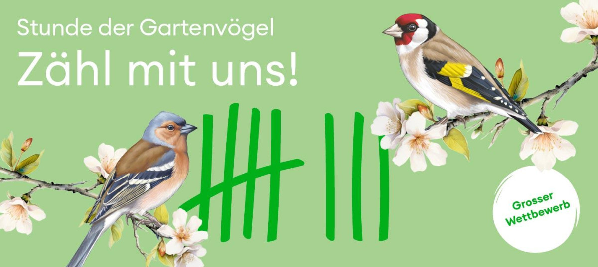 Stunde der Gartenvögel 7.-10. Mai 2026
