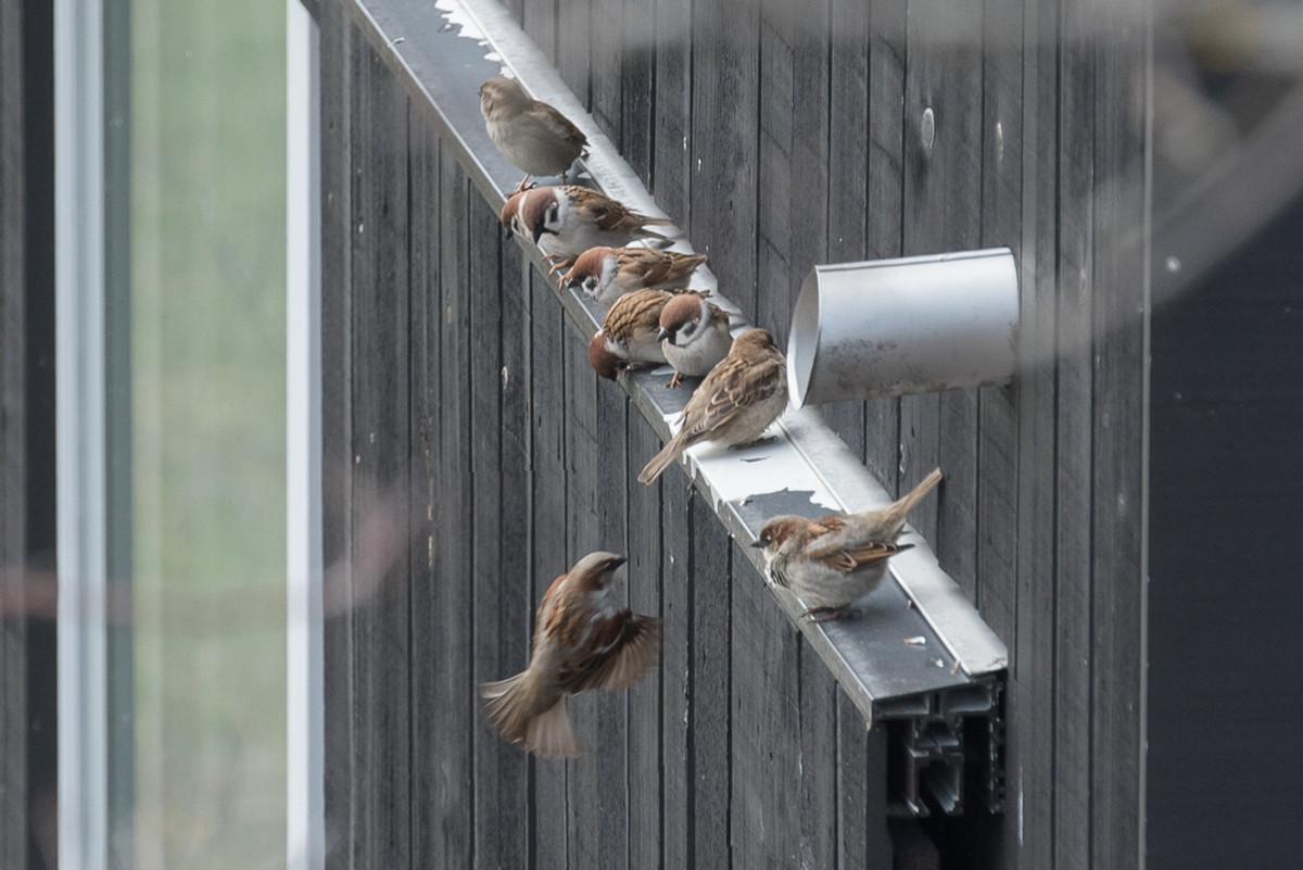 Die Schweiz hat ihre Gartenvögel gezählt – und der Spatz bleibt König